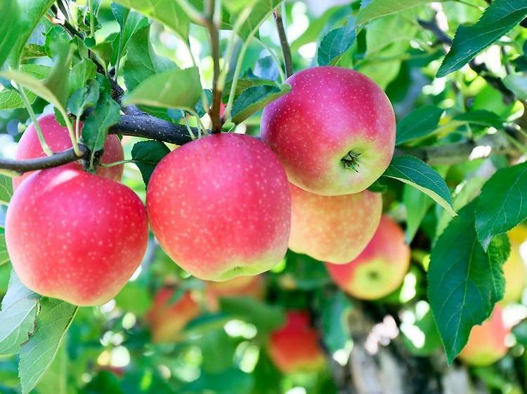 The best farms for apple picking near Boston The best farms for apple picking near Boston