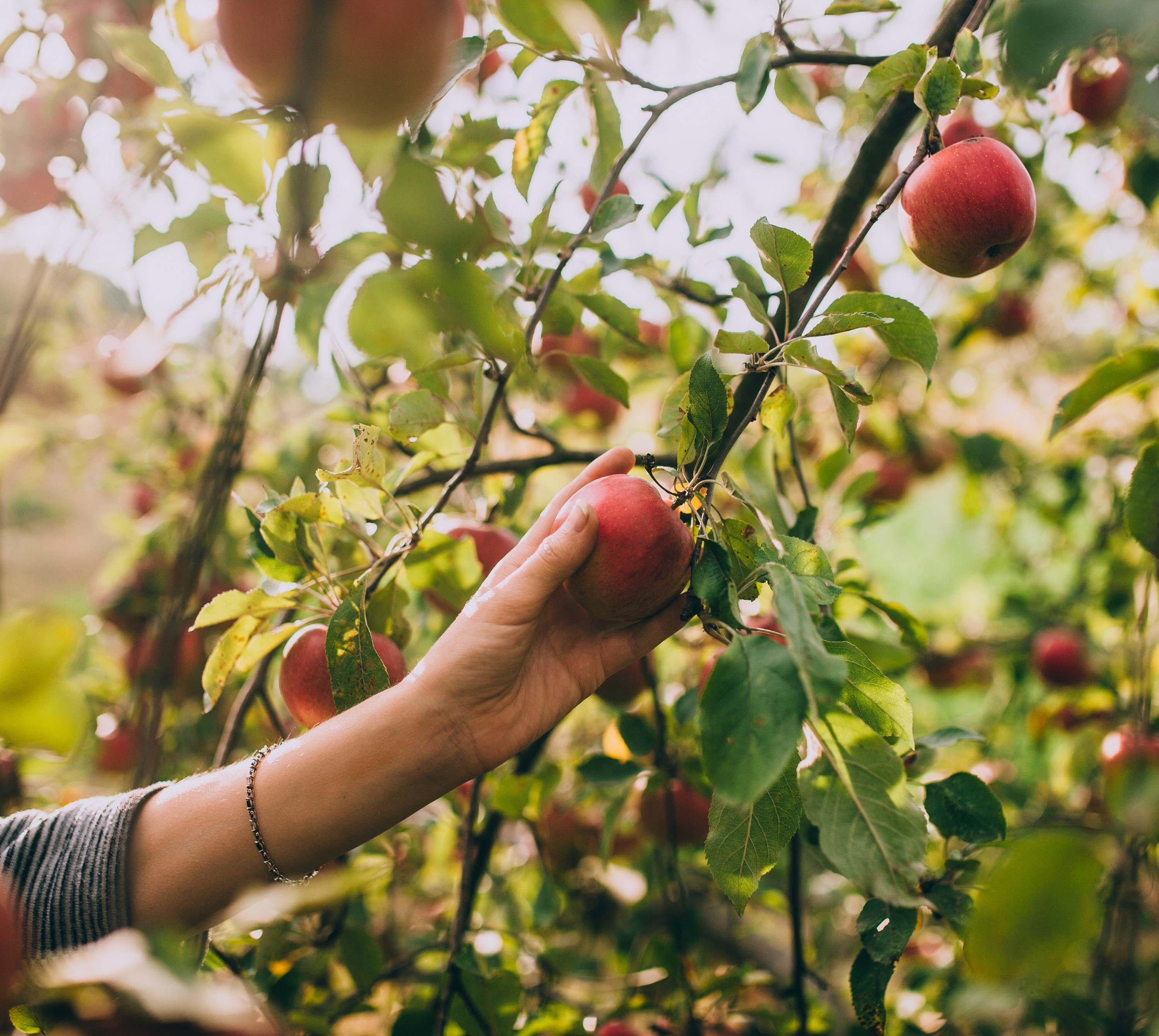 Apple Picking near Boston 13 Best Local Farms for Fall Fun