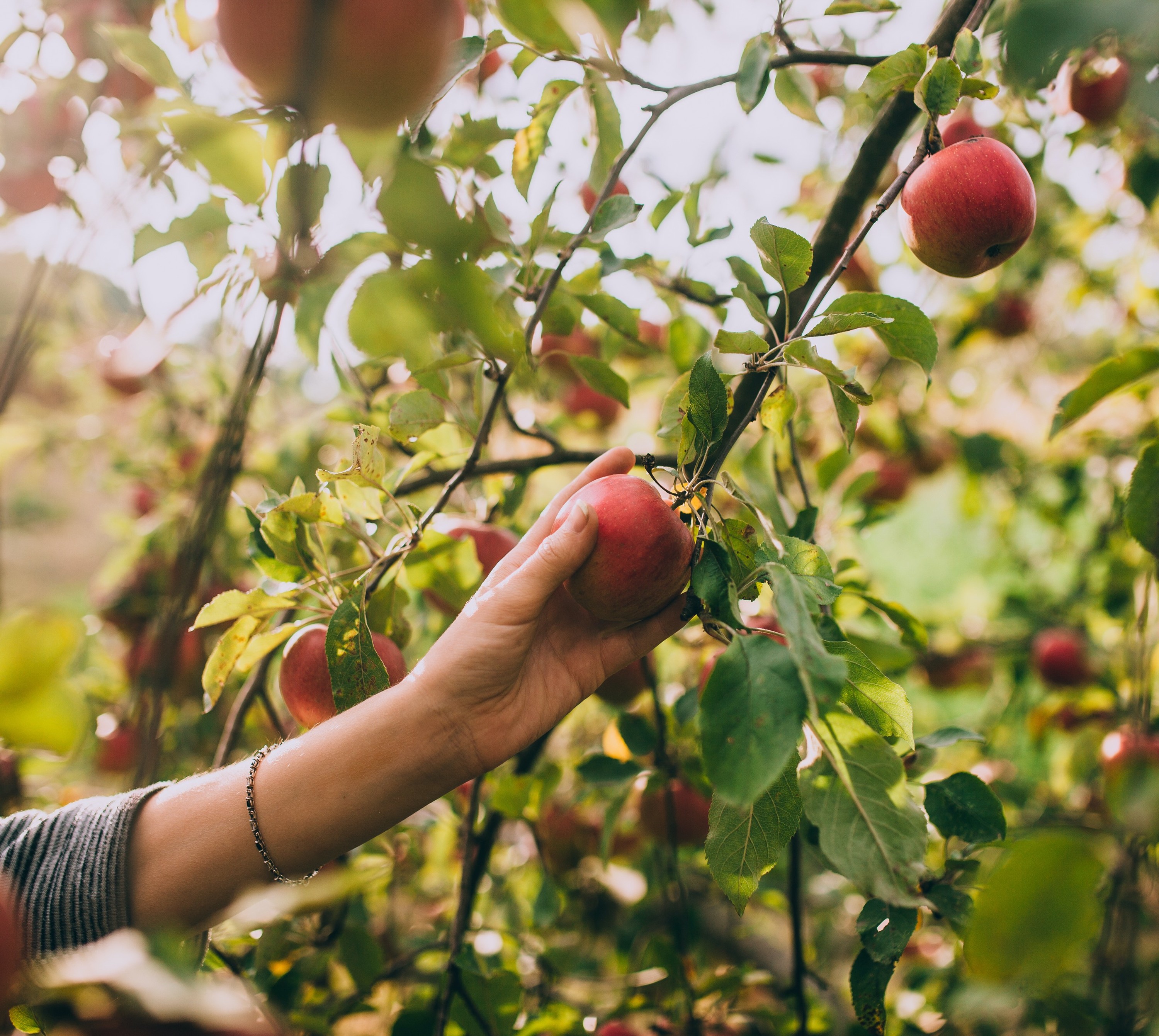 McIntosh Babies (Cortland, Empire, and Macoun) - New England Apples