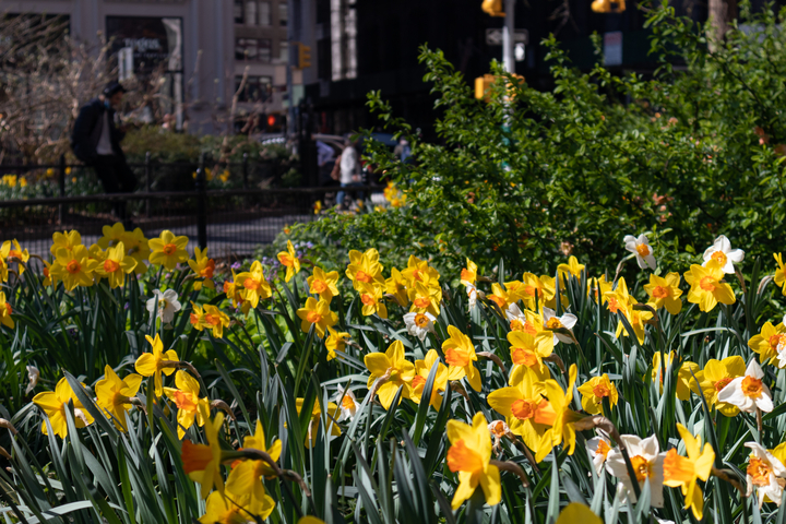 The Daffodil Project Is Planting One Million Flowers In Nyc