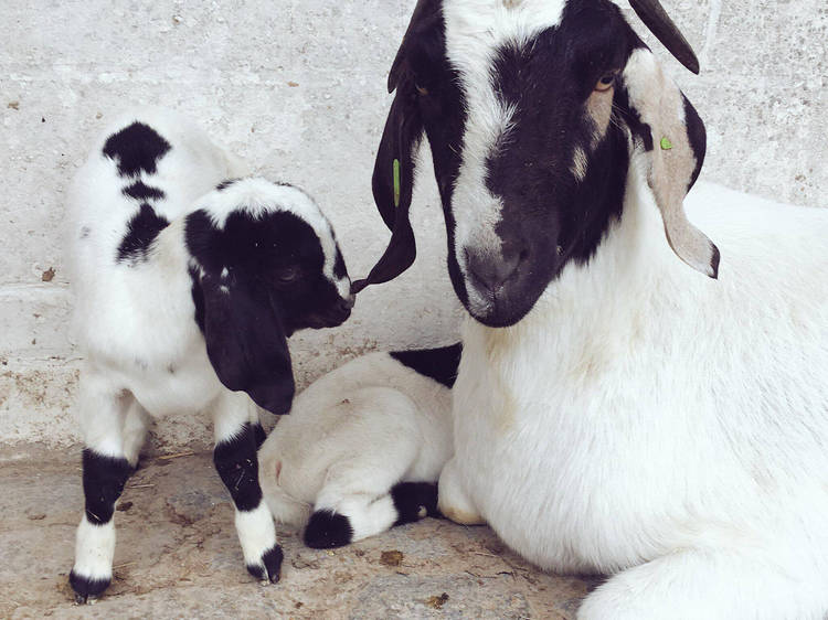 Make new friends at Surrey Docks Farm