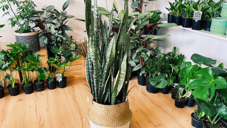 Large Sansevieria plant or Mother in Law's Tongue sits in the middle of plant store