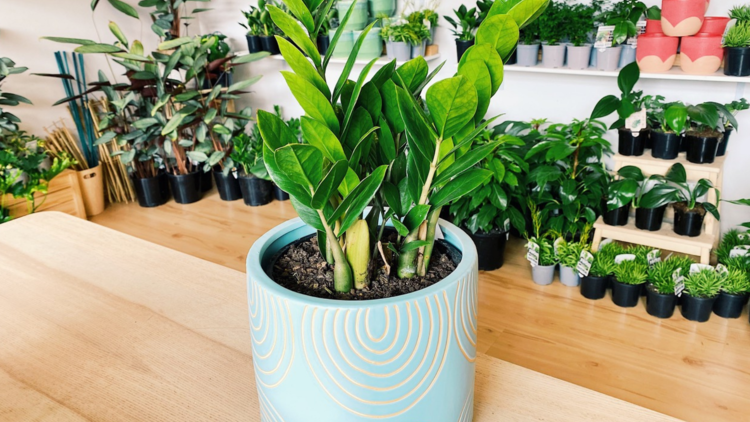 A Zanzibar Gem plant in blue pot