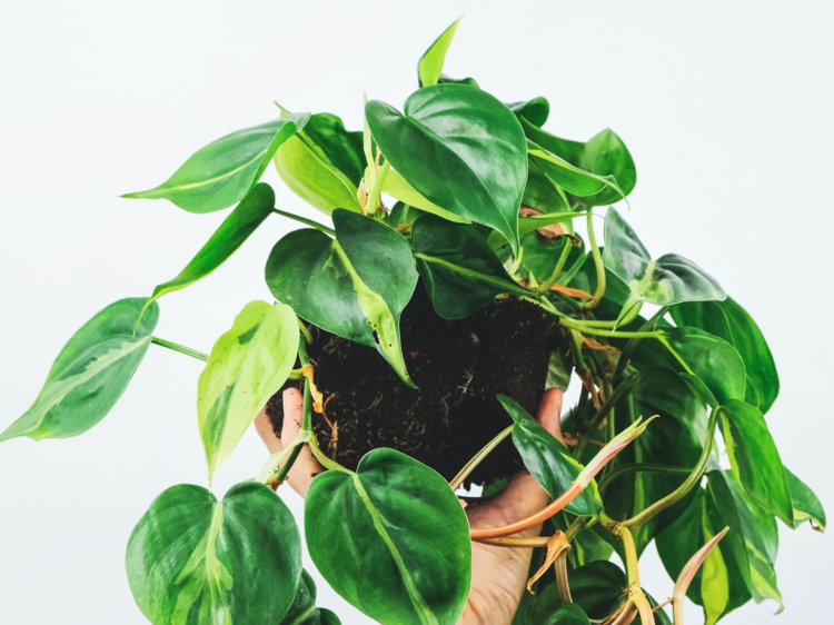 Philodendron Cordatum (aka Heart-Leaf Philodendron)