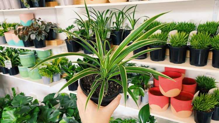 A hand holds up a Philodendron Cordatum or Heart-Leaf Philodendron plant.
