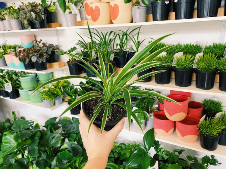 Chlorophytum Comosum (aka Spider Plant)