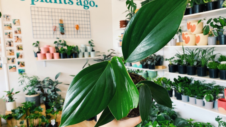 A hand holds up a Epipremnum Pinnatum or Dragon Tail or Heart-Leaf Philodendron plant.