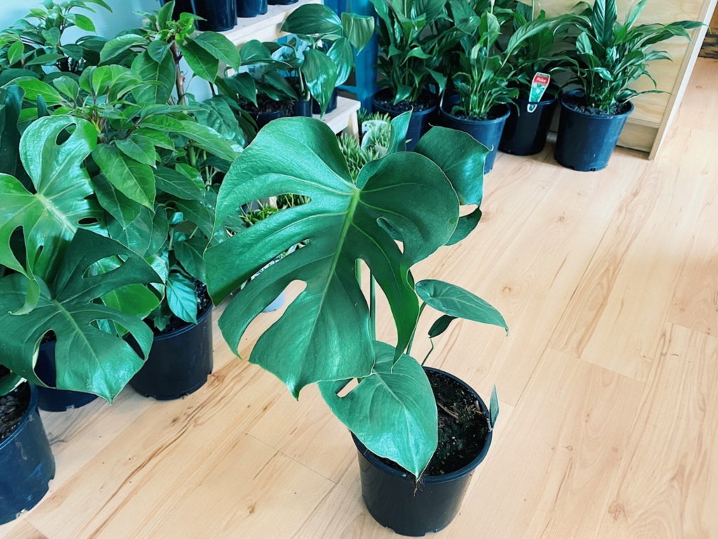 7 lowmaintenance indoor plants that you probably won't kill