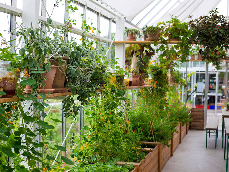 Copenhagen is urging locals to grow their own food