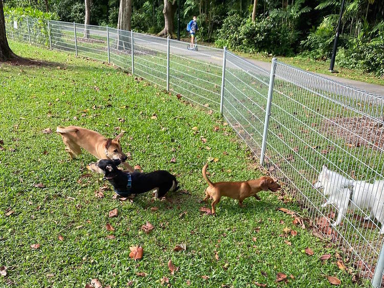 dog fenced park near me