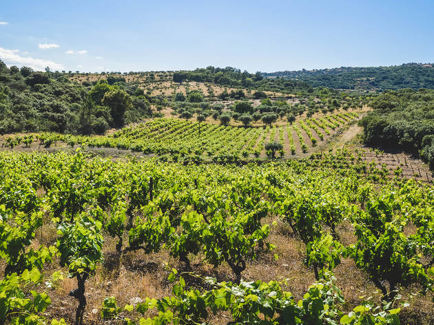 Quinta do Vineadouro Quinta do Vineadouro