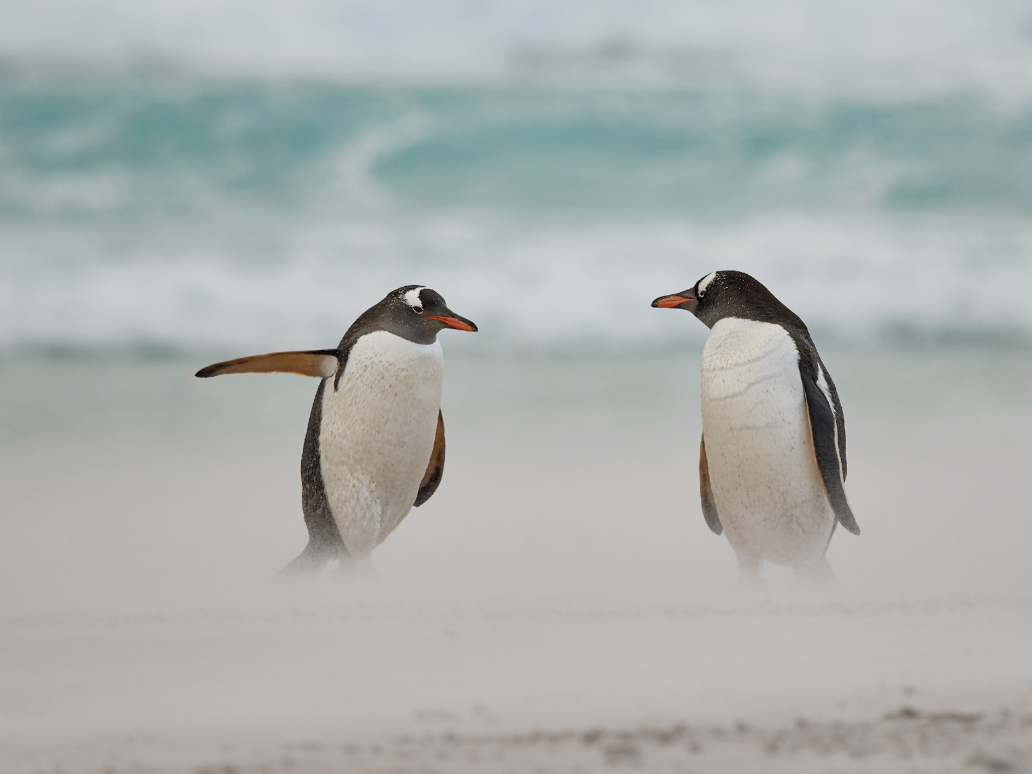 A penguin appears to give another directions with its wing
