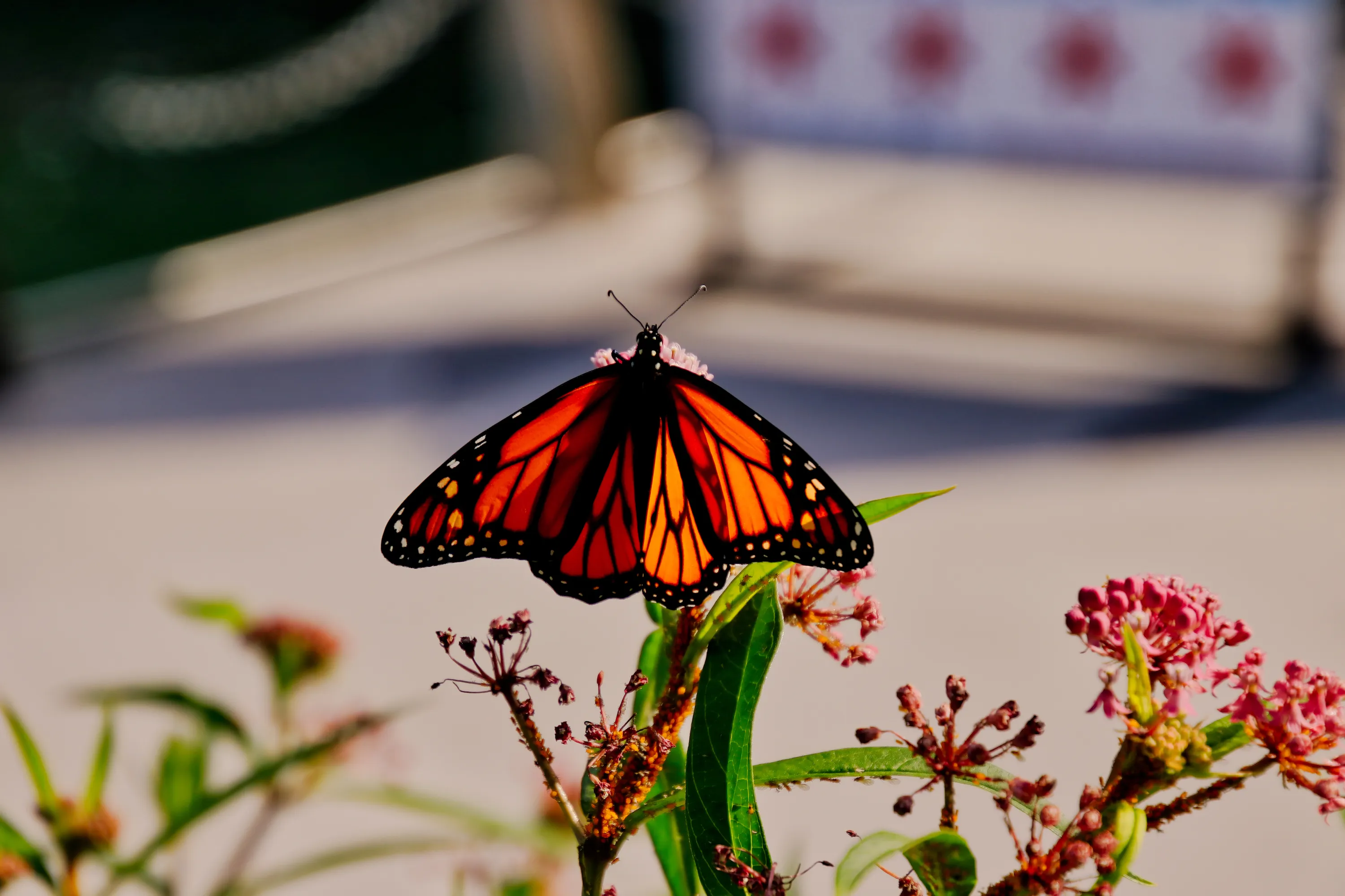 Monarch butterfly in Chicago