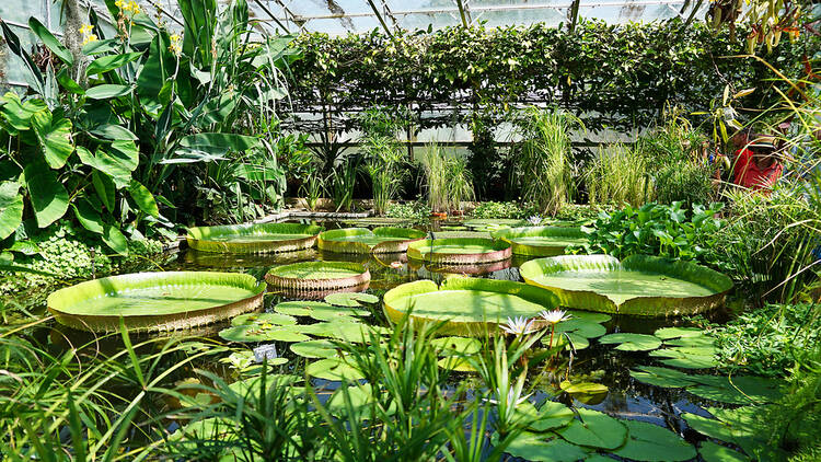 Find peace at Oxford Botanic Garden and Arboretum