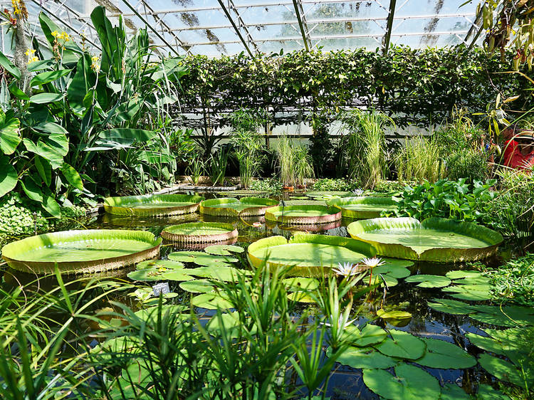 Travel the world with Oxford Botanic Gardens & Arboretum