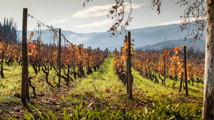 The Wine House - Quinta da Pacheca