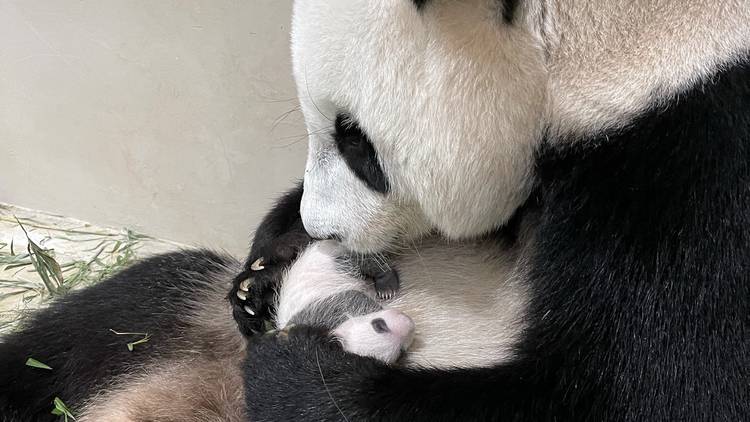 giant panda cub