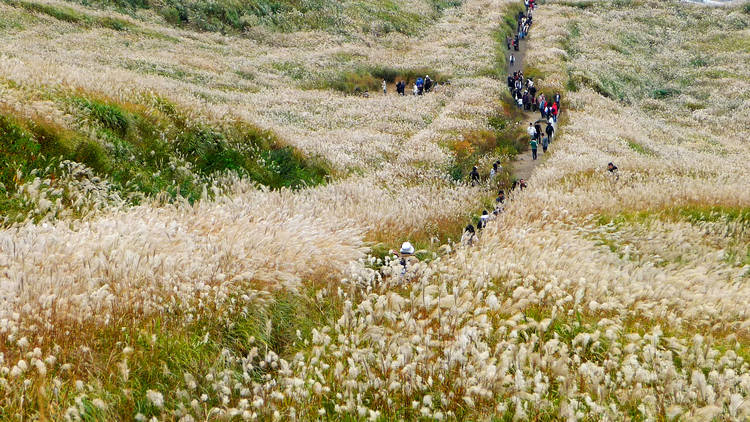 grassy field with flowers