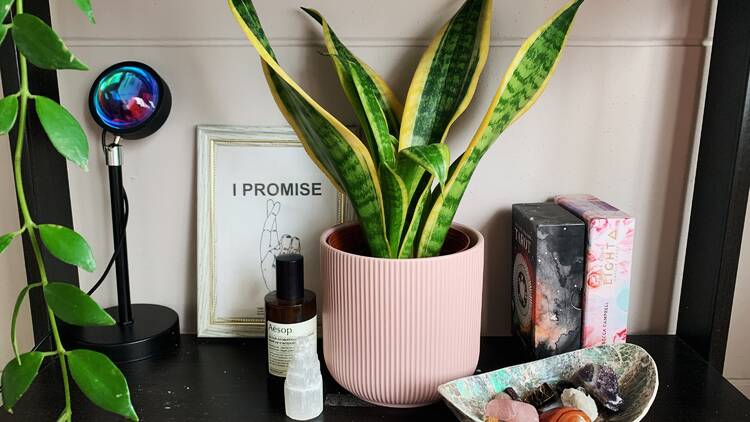 Sansevieria (or snake plant) 