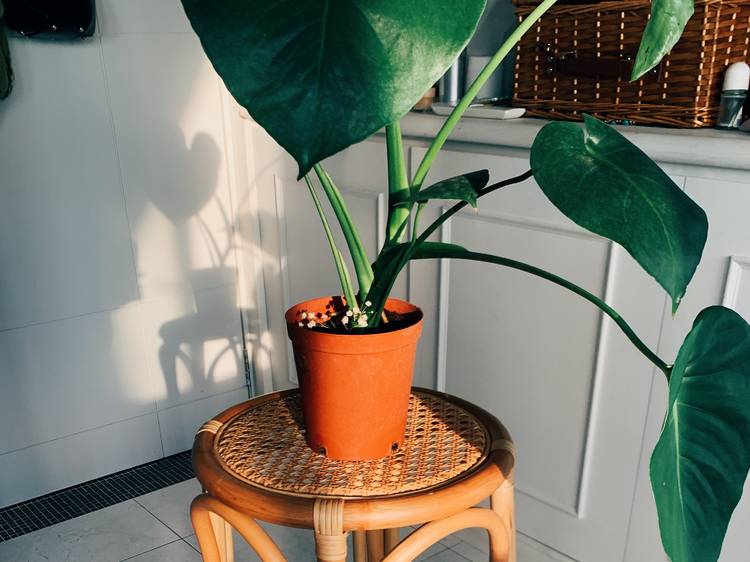 Monstera deliciosa