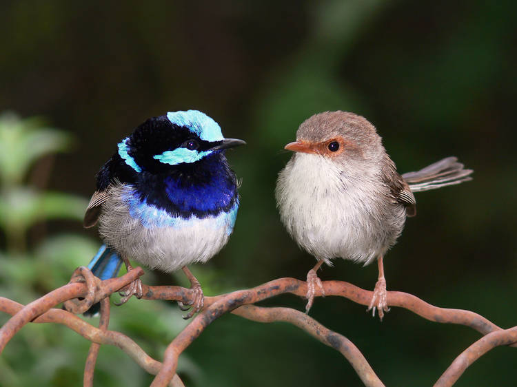 A male and female of the Superb Fairy-wren species.