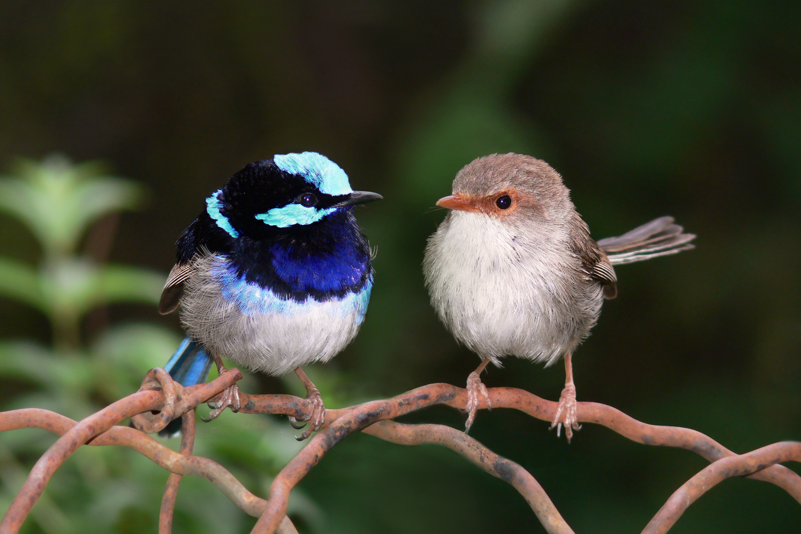 Look out for the Superb Fairy-wren this spring in Melbourne