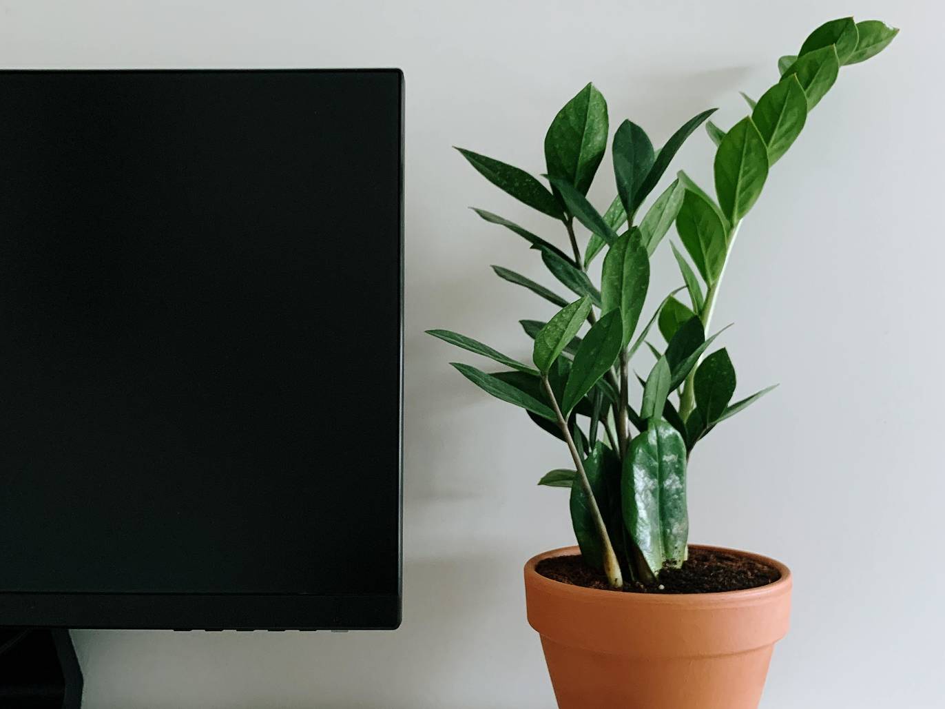 The Best Plants For Beginners In Singapore