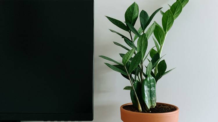 ZZ plant (or zamioculcas zamiifolia)