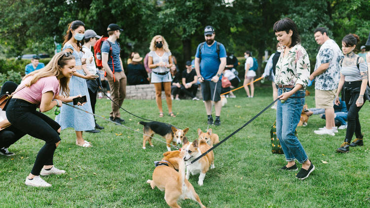 Le Happy Corgi Party / Montreal Corgi Party