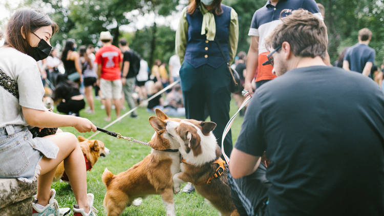 Le Happy Corgi Party / Montreal Corgi Party