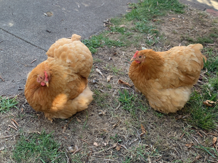 Two brown fluffy chickens eating grass.