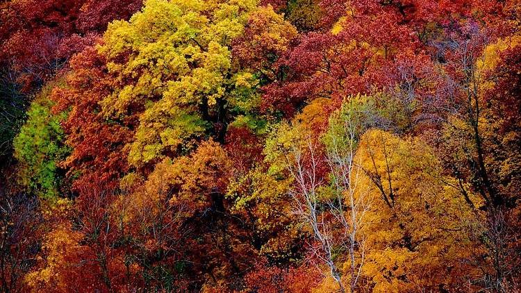 Go leaf peeping around Chicagoland