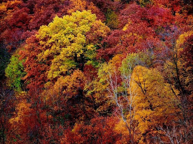 Where to see fall foliage near Chicago