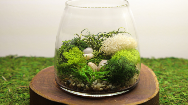 'Tranquillity' Terrarium DIY Kit, $49.50