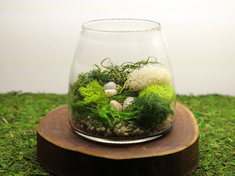 'Tranquillity' Terrarium DIY Kit, $49.50