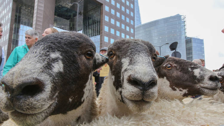 London Bridge Sheep Drive