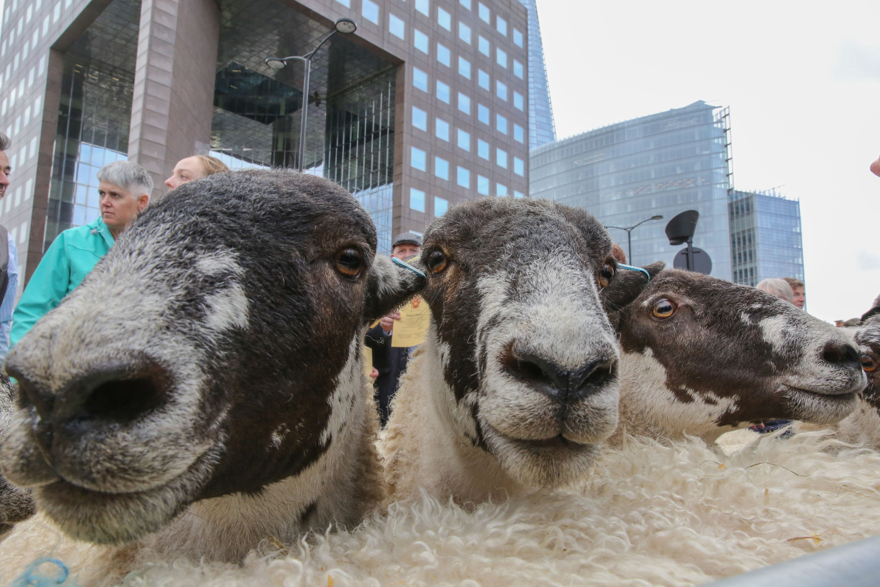 See a flock of sheep get herded across Southwark Bridge