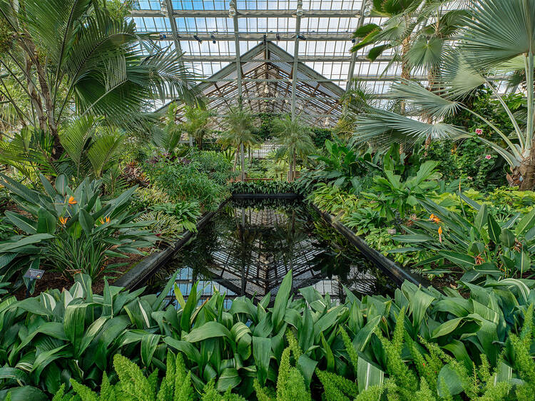 Garfield Park Conservatory Spring Flower Show: Bee's Knees