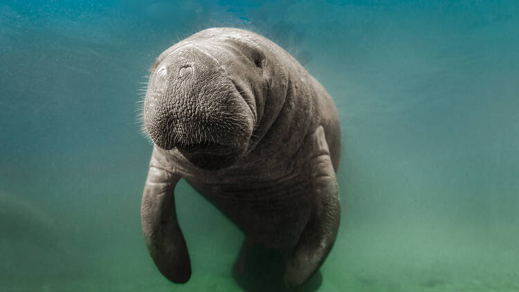 Crystal River Manatee Swim