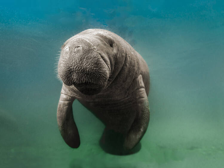 Manatee Snorkeling and Eco Tours at Crystal River | Florida