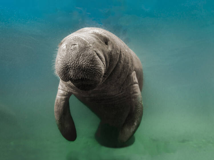 Crystal River Manatee Swim