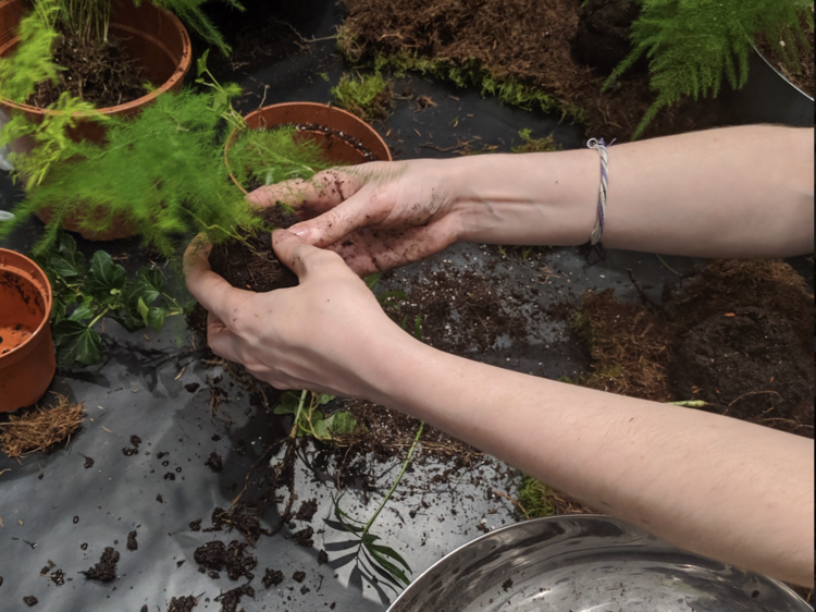 Learn Kokedama and have the Insta plants of dreams