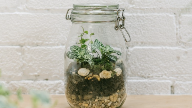 Jar with soil and moss: Kokedama method