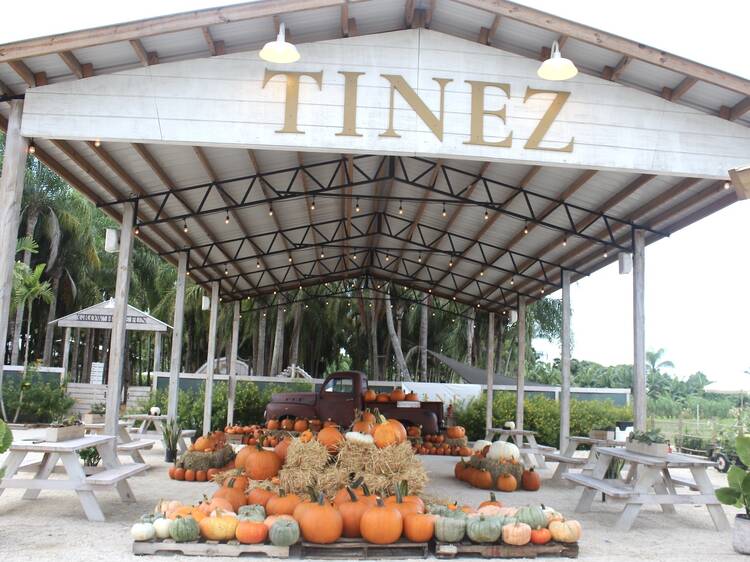 Find your perfect pumpkin patch in Miami