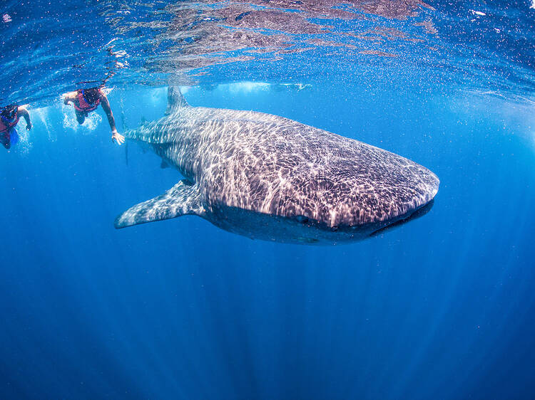 Swim with whale sharks