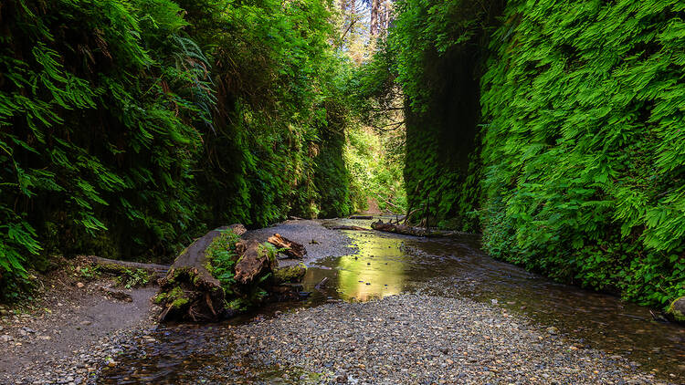 Prairie Creek Redwoods State Park