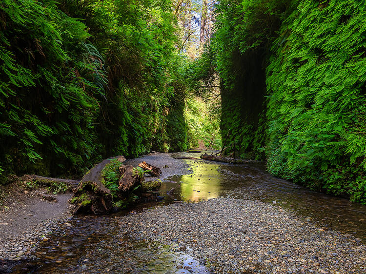 Prairie Creek Redwoods State Park