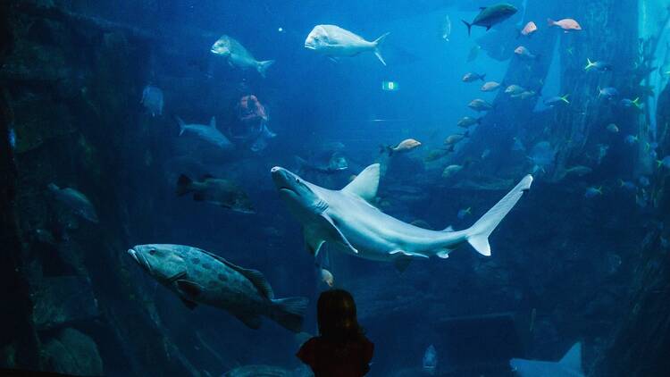 Sharks and fish in an aquarium