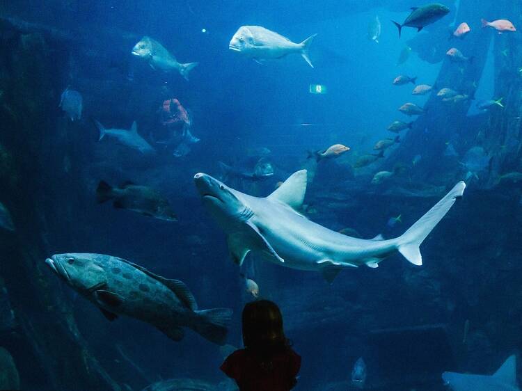 11am: see the sharks at Sea Life Melbourne Aquarium