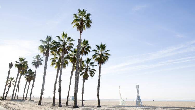 palm trees on california beach 